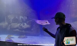 AquaRio marine aquarium experience in Rio de Janeiro (2)