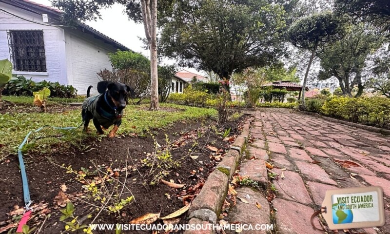 pet friendly travel Ecuador with dog (1)