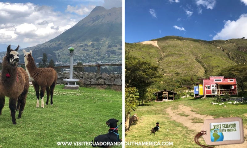 pet friendly travel Ecuador with dog