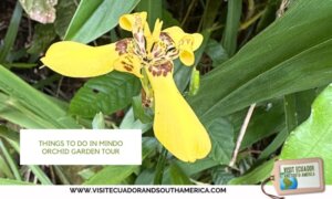 Orchids in Mindo