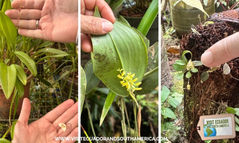 Orchids in Mindo