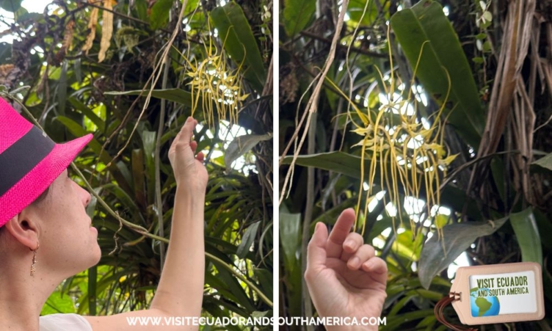 Orchids in Mindo