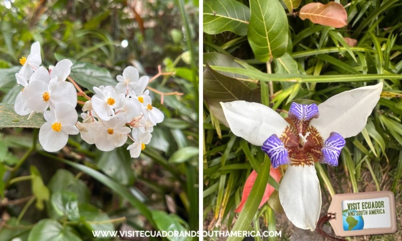 Orchids in Mindo